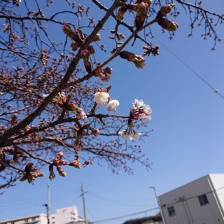 Csakura1.jpg