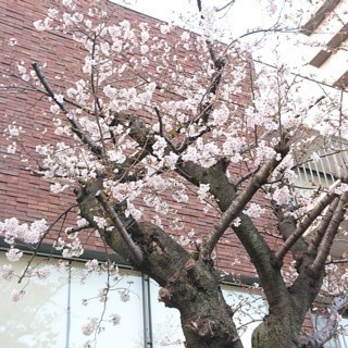 Csakura3.jpg
