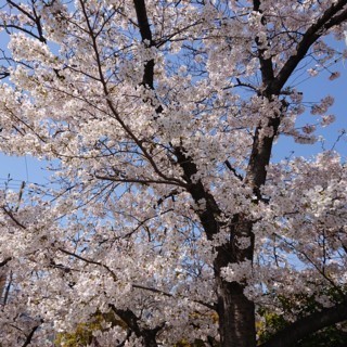 Csakura4.jpg