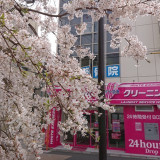 Csakura6.jpg