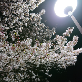 DSC_2659.png