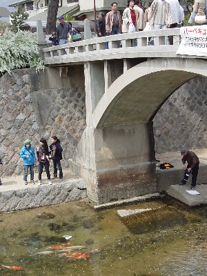 Dkohorogi1.jpg