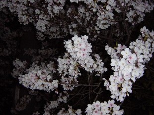 Dkohorogi3.jpg