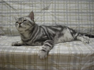 Pabaharu3.jpg