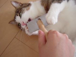 Pburata3.jpg