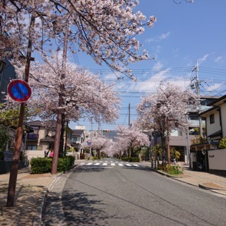 Pcsakura.jpg