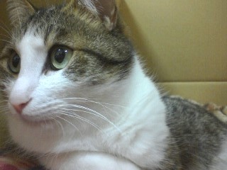 Phaiyu4.JPG