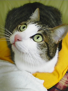 Phakouti.JPG