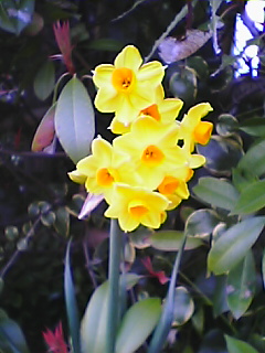 Phanagumo2.JPG