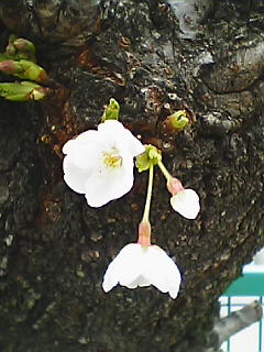 Phanagumo6.JPG