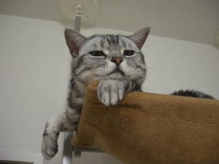 Pijiharu.jpg