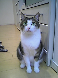 Pippatug.JPG