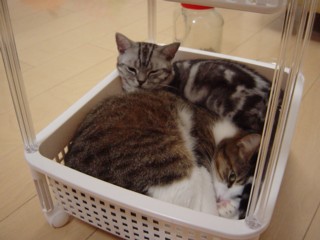 Piribitar6.jpg
