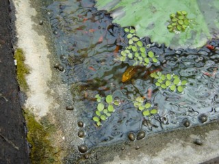 Pkachoen40.jpg