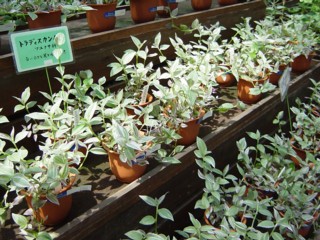 Pkachoen45.jpg
