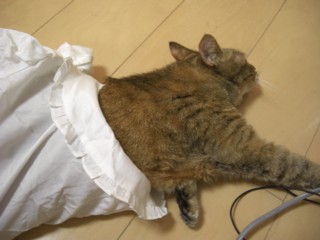 Pmagifuku.jpg