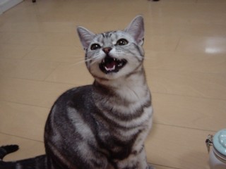 Pnakiharu.jpg