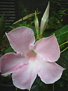 Pnatuowa4.JPG