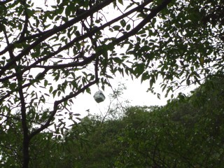 Pnunobiki9.jpg