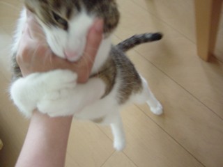 Ppabu7.jpg