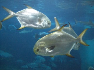 Psumasui6.jpg
