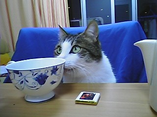 Pteatime2.JPG