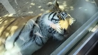 Ptora1.jpg