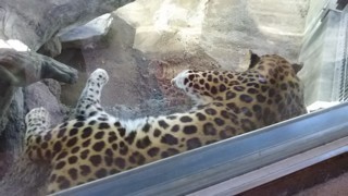 Ptora11.jpg