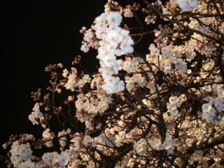Pyozakura3.jpg