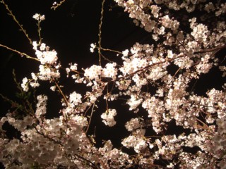 Pyozakura4.jpg