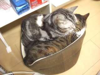 Piji2.jpg